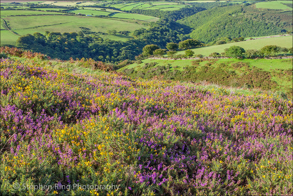 02406 - Exmoor