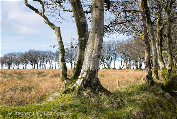 04736 - Exmoor