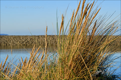 08231 - Northam Burrows